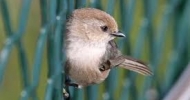 Bushtit