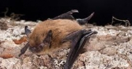 California Bat