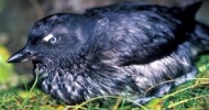 Cassins Auklet