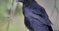 Common Raven