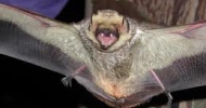 Hoary Bat