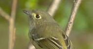 Hutton's Vireo