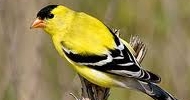 Lesser Goldfinch