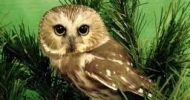 Northern Saw-whet Owl