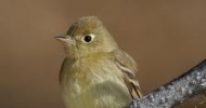 Pacific Slope Flycatcher