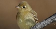 Western Flycatcher