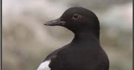 Pigeon Guillemot