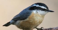 Red Breasted Nuthatch