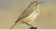 Rock Wren