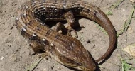 Southern Alligator Lizard