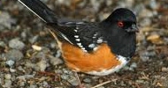 Spotted Towhee