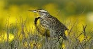 Western Meadowlark