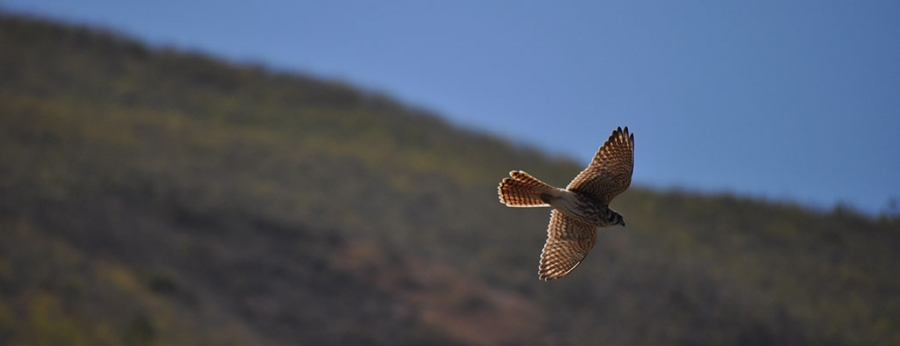 bird in flight